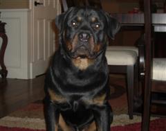 for sale rottweiler